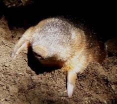 Hottentot Golden mole
