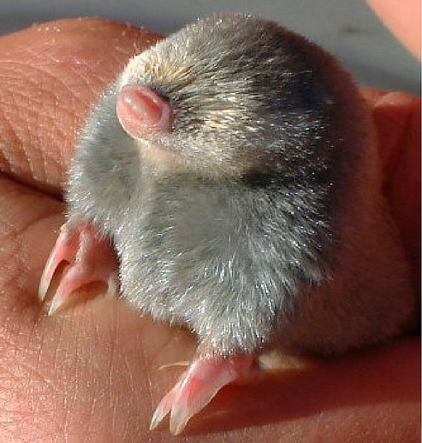 pictures of moles #11