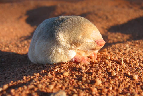 Golden mole that swims through sand is rediscovered in South Africa after  86 years